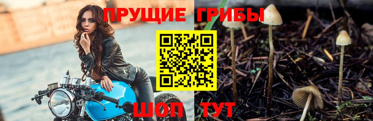 Псилоцибиновые грибы мицелий Элиста